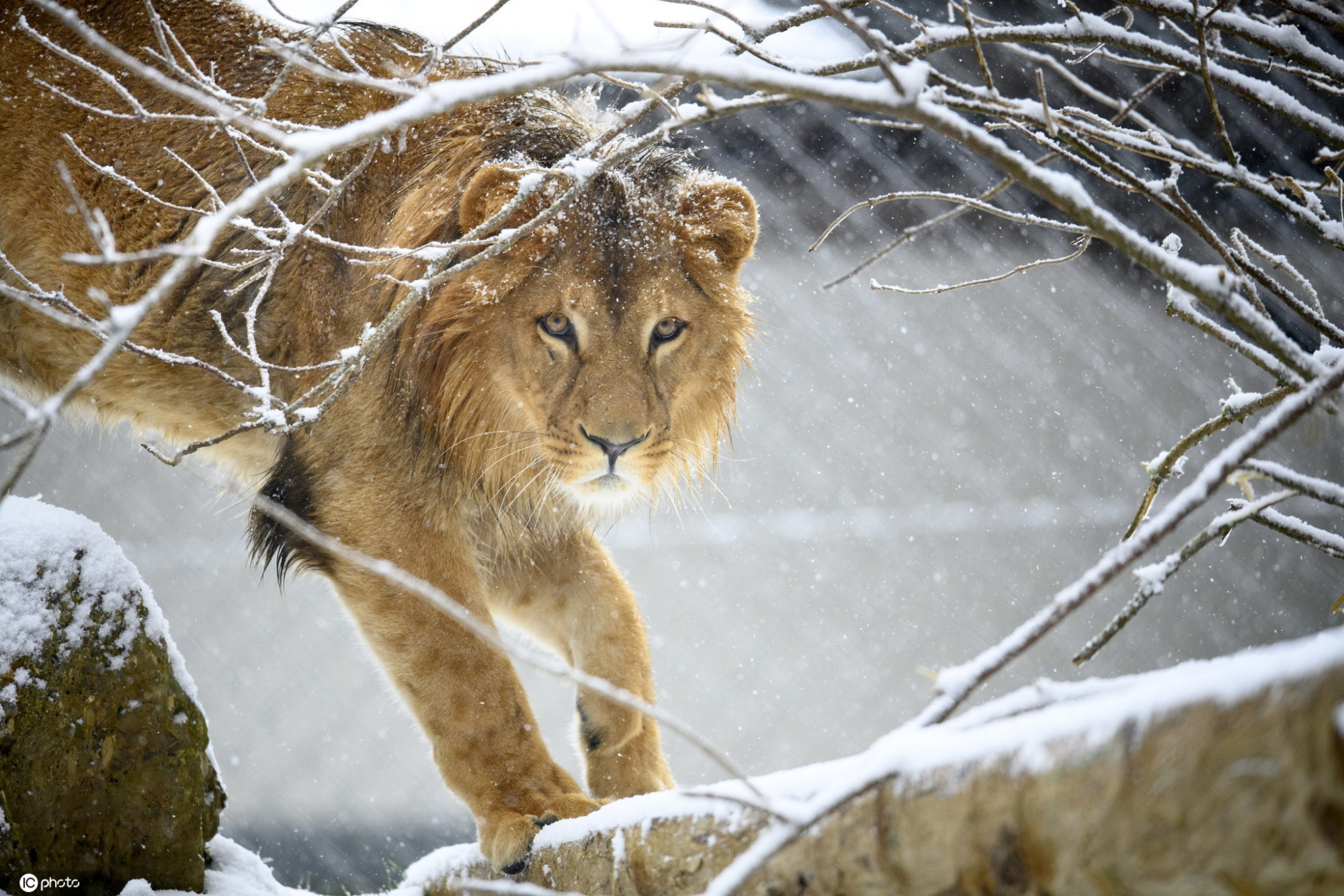 瑞士雄狮队豪取胜利，晋级下一轮