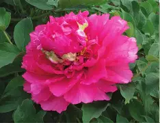 开云体育官网-包含兰科内戴阳光霓虹做客棚罩，取笑积分的词条